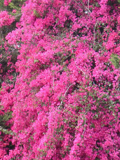 2007 RC - ... oder der überwältigenden Blütenpracht