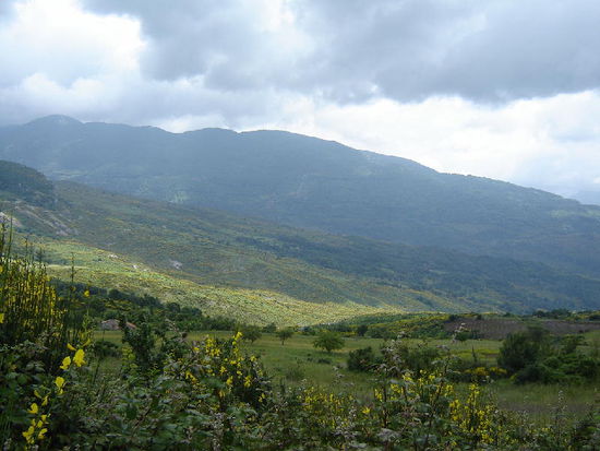2007 RC - leuchtende Ginsterbüsche in schöner Berglandschaft