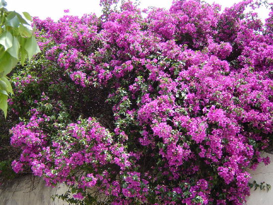 2007 Puglia - Bari; Blütenpracht