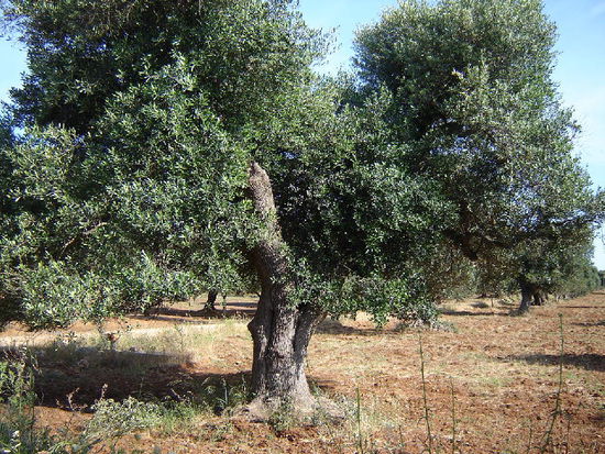 2007 Puglia - vorbei an den schönsten Olivenplantagen