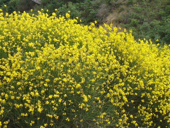 2007 Basilicata - leuchtender Besenginster