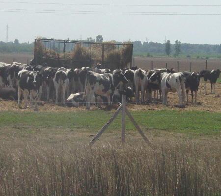 Unterwegs nach Szeged 2003 - das "Szegediner Gulasch" beim Füttern