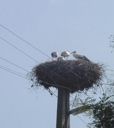 Unterwegs nach Szeged 2003 - das nächste "Opfer" wird vom Klapperstorch angerufen