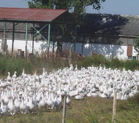 Richtung Hortobàgy Puszta 2003 - wie wär's mit einem frischen Daunenbett oder Gänsebraten?