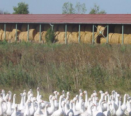 Richtung Hortobàgy Puszta 2003 - volle Futterspeicher