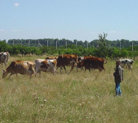 Richtung Hortobàgy Puszta 2003 - der Kuhhirte mit seiner Herde