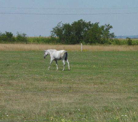 Richtung Hortobàgy Puszta 2003 - juhui ein Pferd, die Puszta ist nun wirklich in der Nähe!