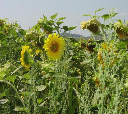 Richtung Tokay 2003 - Sonnenblumen