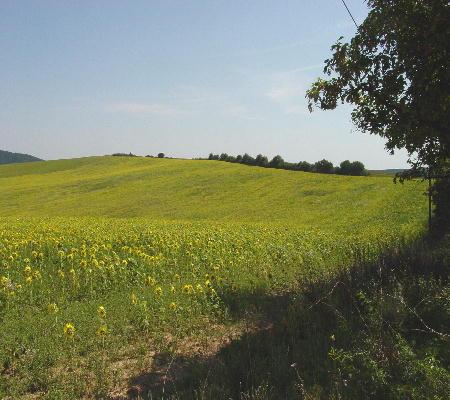 Richtung Tokay 2003 - Sonnenblumenfelder