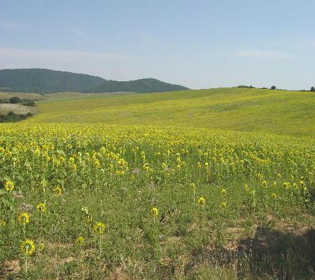 Richtung Tokay 2003 - noch mehr Sonnenblumenfelder