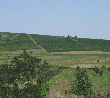 Richtung Tokay 2003 - immer wieder Rebberge