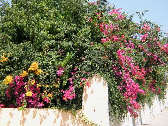 2008 - Gibraltar; Blumenpracht an der South Town