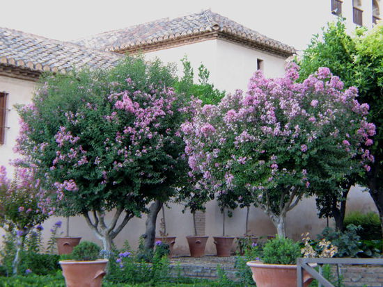2008 - Generalife; die Gärten - schlicht traumhaft schön...