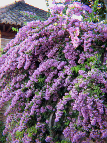 2008 - Generalife; üppige Blütenpracht