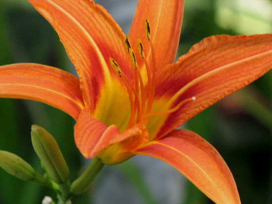 2008 - Generalife; Blüten in natürlicher Perfektion