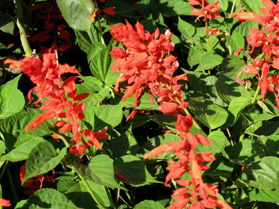 2008 - Alhambra; in den Gärten