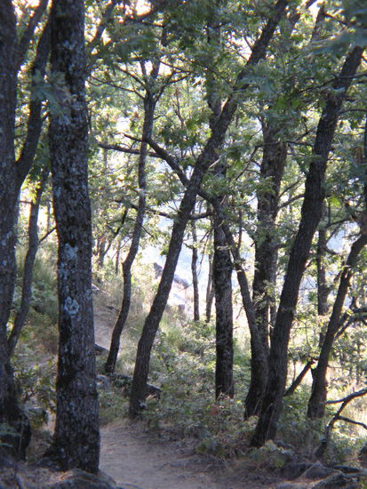 2008 - Jerte; Pyrenäen-Eiche