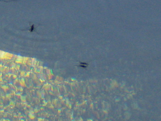 2008 - Jerte; Wasserbewohner