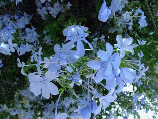 2008 - Trujillo; Blumen am Wegesrand