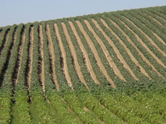 2008 - Andalusien; maschienell gut zu bearbeiten