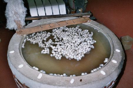 2005 Türkei - die Cocons der Seidenraupen. Die Seidenraupen leben ausschliesslich auf den Maulbeerbäumen und wurden heimlich von China in die Türkei importiert.