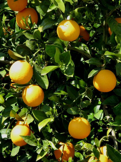 2009 - Belkis; die Orangenernte ist immer noch im Gang...