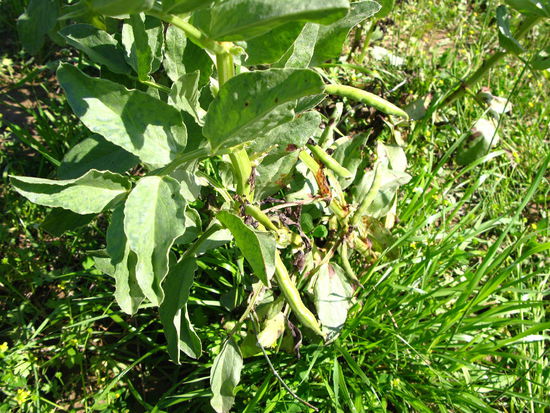 2009 - Belkis; ...ebenso die Saubohnenernte...