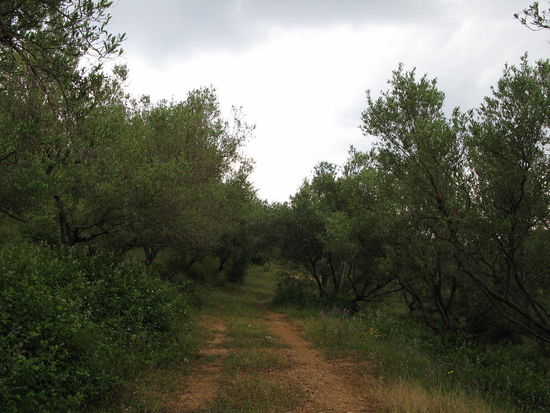 Der Stellplatz in einem Olivenhain , ruhig gelegen! Am andern Morgen weidet eine Schafherde unweit des Nachtplatzes!