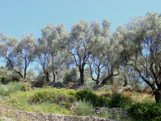 2009 - Stari Bar; Olivenhain