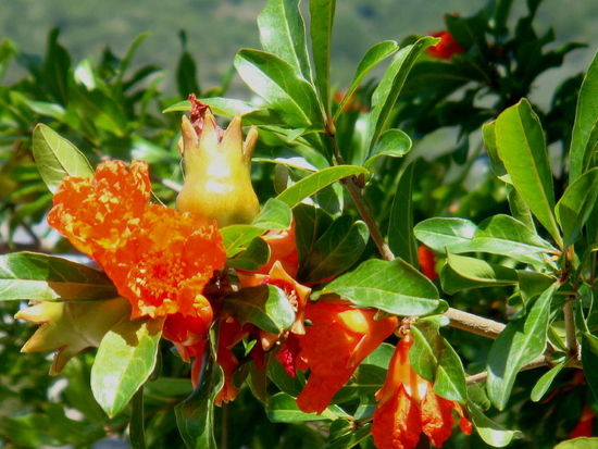 2009 - Stari Bar; Granatapfel