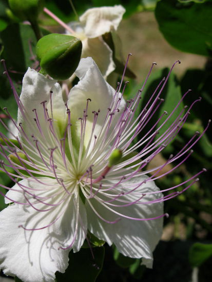 2009 - Stari Bar; üppige Flora