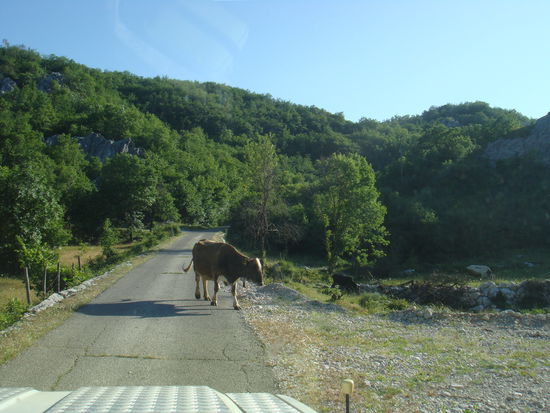 Vereinzelt ein kleine Kuhherde, sonst keine Menschenseele... und genau nach einer Stunde sind wir wieder da, wo wir in die Berge eingestiegen waren... uups, da haben wir wohl eine Abzweigung übersehen - also nochmals, das Ganze von vorn...