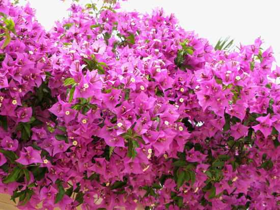 2009 - Saranda; Blumenfülle