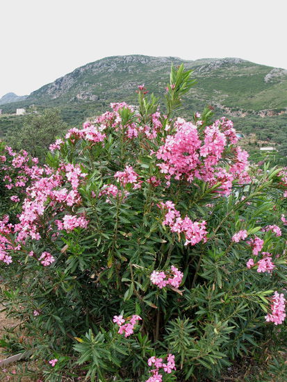 2009 - Queparo; Blumenpracht bei der kleinen Pension