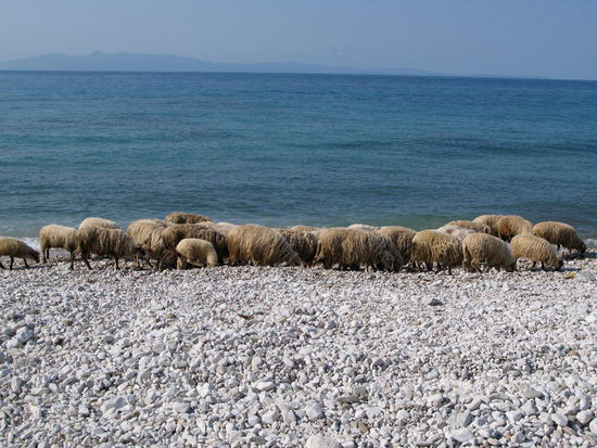 2009 - Queparo; auch sie wollen frühstücken...