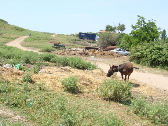 2009 - Apollonia; etwas ausserhalb des Dorfes
