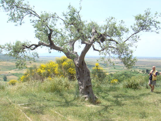 2009 - Apollonia; 2 "Knorrige" begegnen sich!