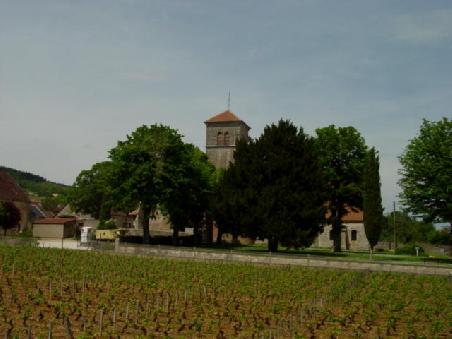 Fahrt durch die Rebenlandschaft