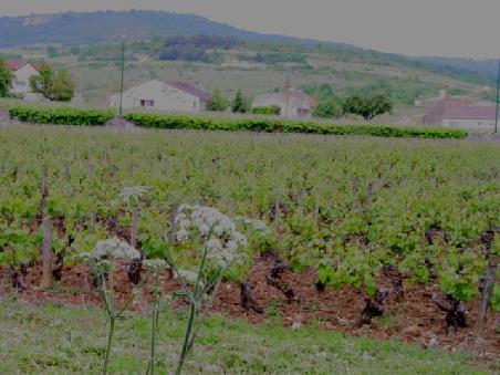 Château Chassagne-Montrachet; Reben im Innenhof