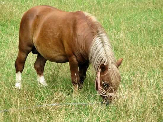Das Pony fühlt sich auf seiner Weide gestört und findet immer wieder einen Weg, um auf unsere Seite zu gelangen... selbst in der Nacht weckt es uns und kratzt sich ungeniert an unserm Auto!