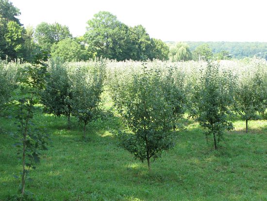 2010 - Dragomirna; gepflegte Obstbaumanlage zur Selbstversorgung