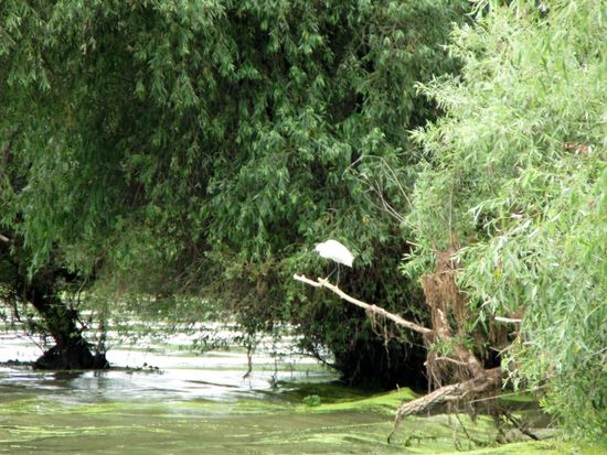 2010 - Donaudelta; Fischreiher