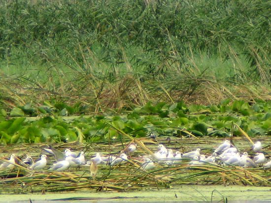 2010 - Donaudelta; Möven