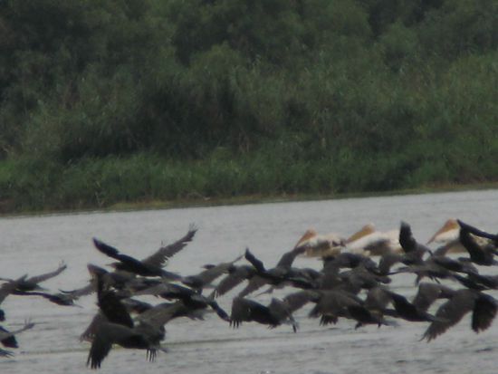 2010 - Donaudelta; Kormorane