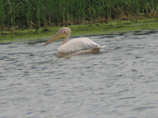 2010 - Donaudelta; Pelikane