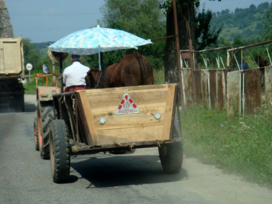 2010 - Unterwegs; angenehmer Transport für das Vieh...