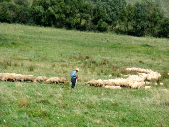 2010 - Unterwegs; der Schäfer mit seinen Schützlingen...