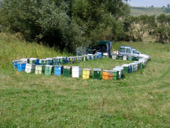 2010 - Unterwegs; Bienenkästen sammeln den neuen Honig....