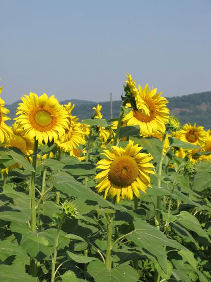 2010 - Auf dem Weg nach Biertan; Sonnenblumenfelder richten sich nach der Sonne aus...