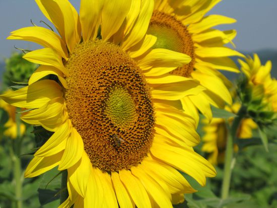 2010 - Unterwegs nach Biertan; die phantastische Sonnenblume